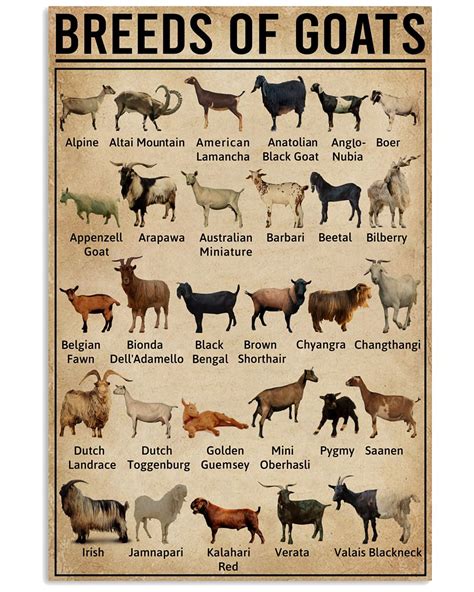 Breeds Of Goat