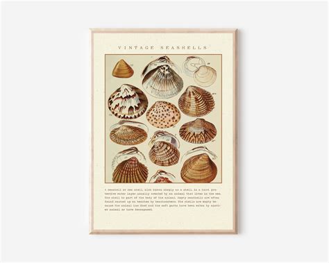 Vintage Seashells Poster Seashells Print Marine And Coastal Etsy