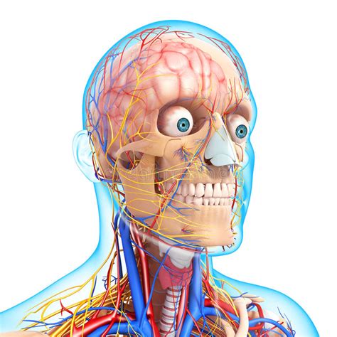 Circulatory And Nervous System Of Head Stock Illustration