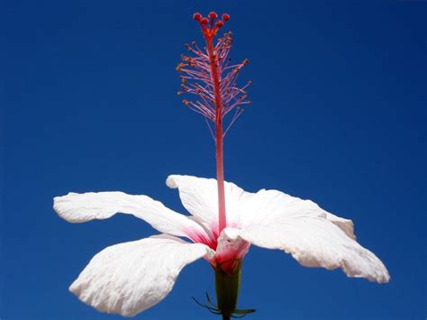 Single White Flower 1600 X 1200