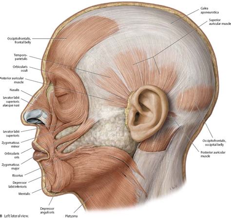 Muscles Of The Skull And Face Atlas Of Anatomy