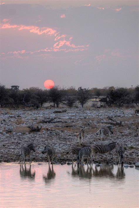 zebra sunset by mariusz kluzniak on flickr ~ zebra sunset at etosha national park in