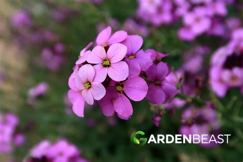 Erysimum Guide How To Grow And Care For “wallflower”