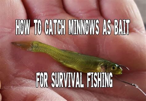 How To Catch Minnows As Bait For Survival Fishing Preppers Will