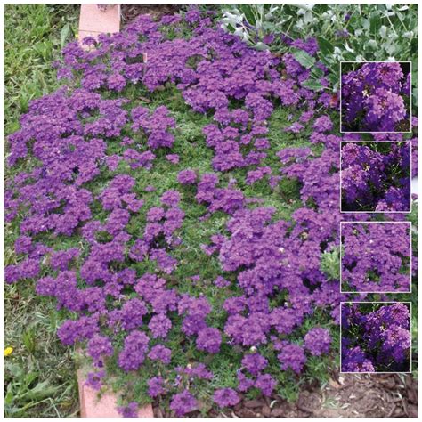 Verbena Imagination Seeds Trailing Ground Cover Bright Purple Flower