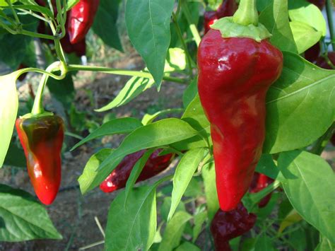 Sült padrón paprika maldon sóval; PIMENTO Padron, Chili, Paprika, aus Spanien