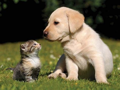 What Are The Similarities Between A Cat And A Dog