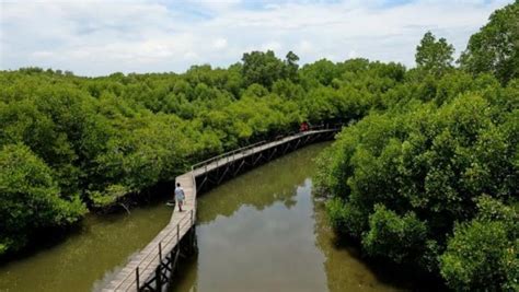 Hutan Mangrove Bisa Diberdayakan Menjadi Lokasi Pariwisata Salam Papua