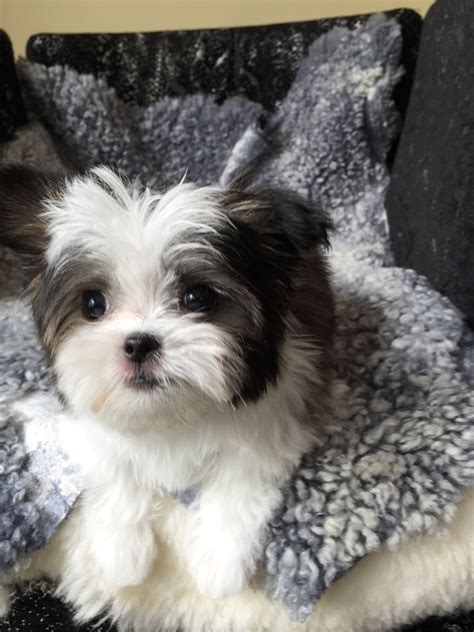 Call on one of our available puppies! Miki.com | Mi-Ki Puppies for Sale | Rare Gem Mi-Kis