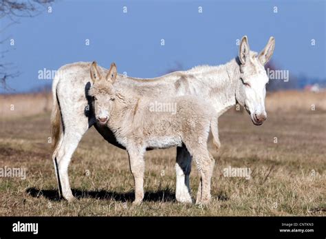 Domestic Donkey Equus Asinus F Asinus Albino Donkey Mare With Foal