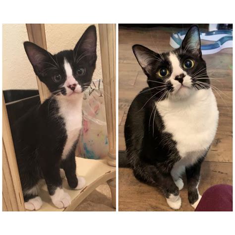 Black And White Tuxedo Cat Kitten Before After Transformation Year