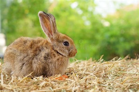 Two Brown Bunny Sitting On Grasses Young Cute Rabbit In Nature Stock