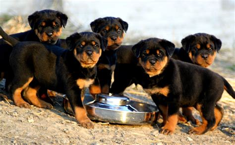 Cute&Cool Pets 4U: German Rottweiler Puppies and Dogs Pictures Gallery