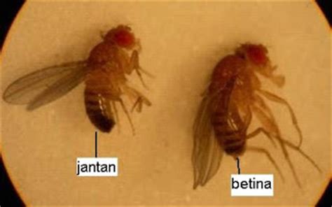 Diatas merupakan gambar sebagai contoh perbedaan jenis atau macam ciblek yang. Perbedaan Drosophila melanogaster (lalat buah) jantan dan betina - sinau online