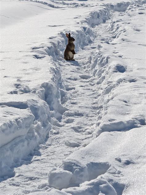 17 Best Images About Snow Bunnies On Pinterest Snow Bunnies A Bunny