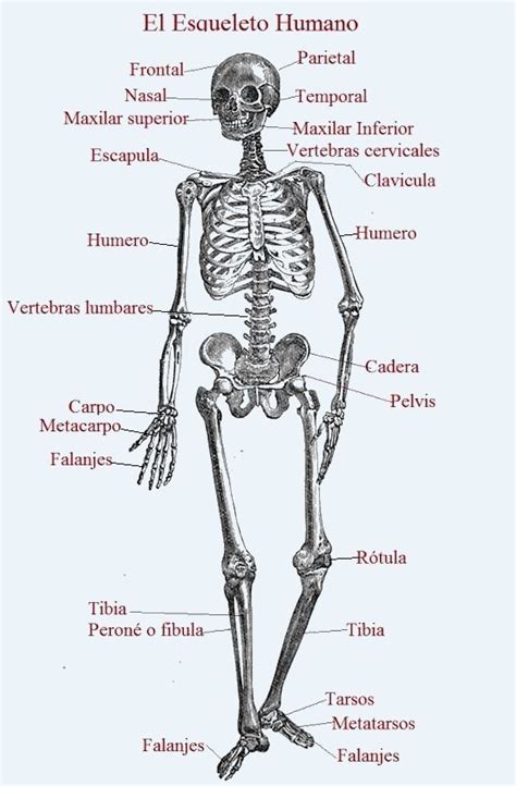 Esqueleto Con Nombres De Huesos Chefli
