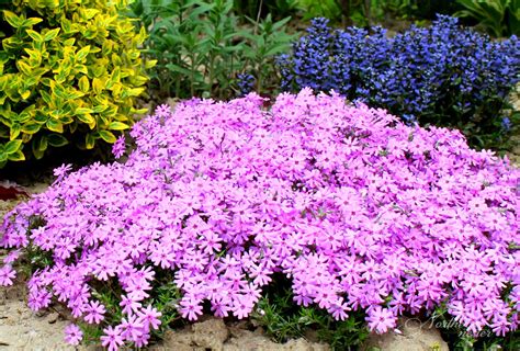 Find the best seeds & bulbs at the lowest price from top brands like burpee, american seed & more. 15 Colorful Perennials For Shade - Northern Nester