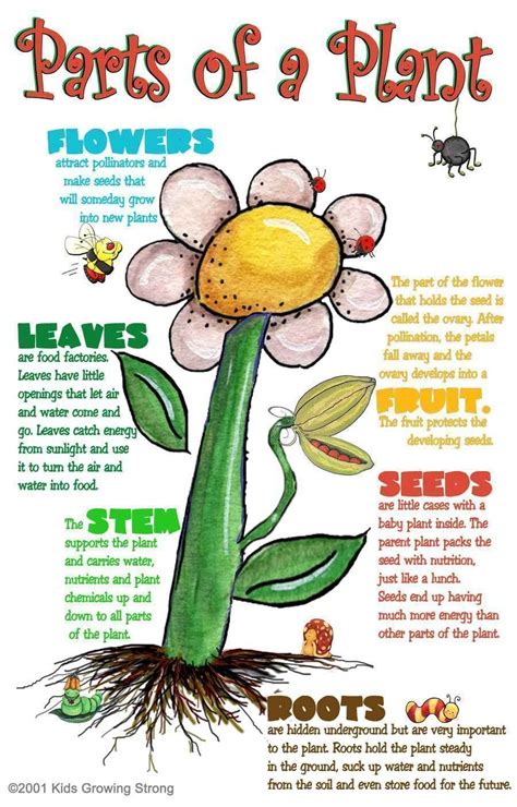 7 Fun Facts About Plants Kilas Sehat