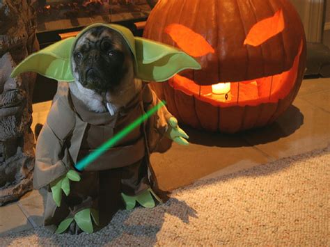 9 Dogs Who Totally Nailed Halloween The Dog People By