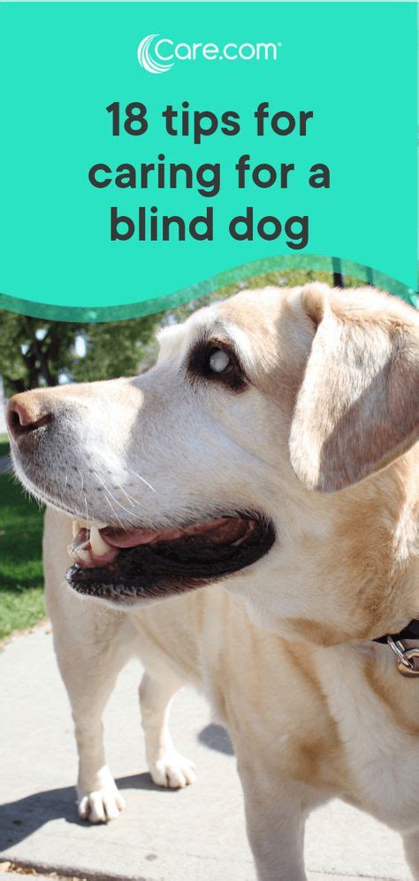 36 Tips For Caring For A Blind Or Deaf Dog Ideas Deaf Dog Dog Care