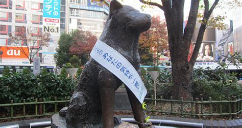 The Heartbreaking Story Of Hachiko The Worlds Most Loyal Dog