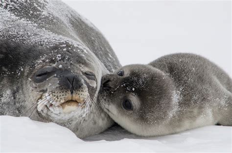 Another Season Of Seal Killing In Canada Is Here