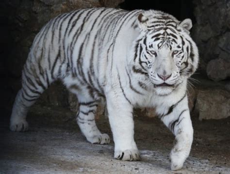 Wallpaper Macan Putihtigervertebratebengal Tigerterrestrial Animal