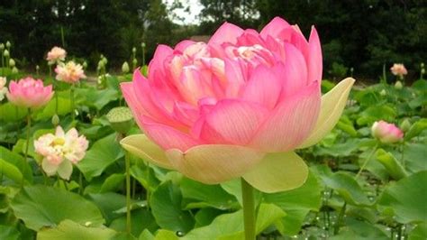 Pink Lotus Lotus Flowers Hindu Culture Water Lily Flowers