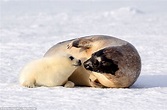 What an ice smile: Adorable two-week-old seal pups show their playful ...