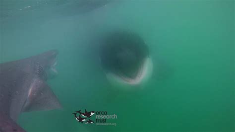 Shark V Orca Shark Escapes Pack Of Karate Chop Killer