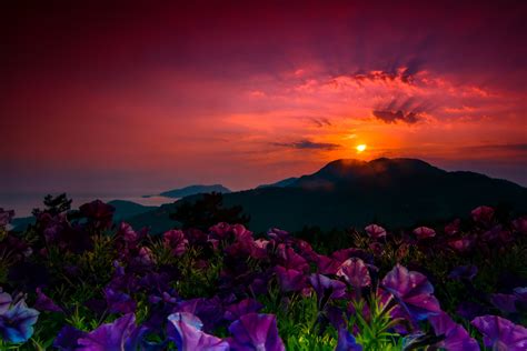 Earth Flower Mountain Purple Flower Sunset Wallpaper Resolution