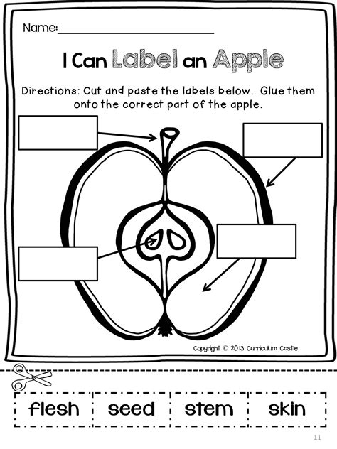Parts Of The Apple Worksheets