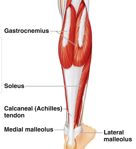 Gastrocnemius Muscles Diagram Muscle Diagram Skeletal Muscles Cs