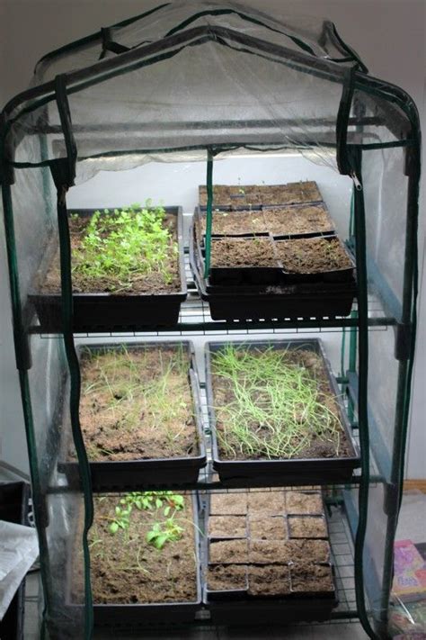 Roughly 3.5 square feet of indoor grow space. Our Indoor Greenhouse Set Up | Indoor greenhouse, Diy ...