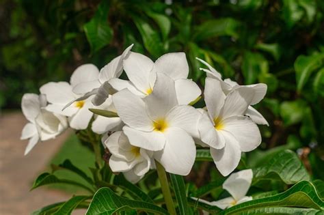 Premium Photo Plumeria Pudica White Flowers