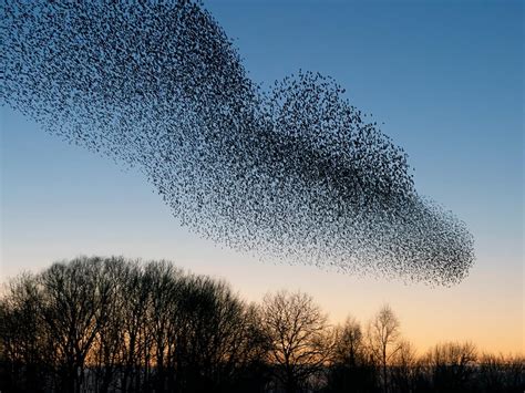 Starling Murmuration A Complete Guide Birdfact