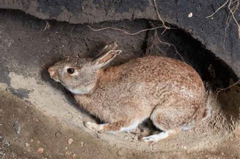 Where Do Wild Rabbits Live What Do They Do Complete Guide Now