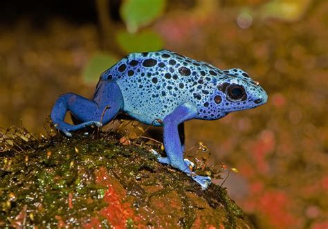 Six Colorful Frogs Interesting Facts About Attractive