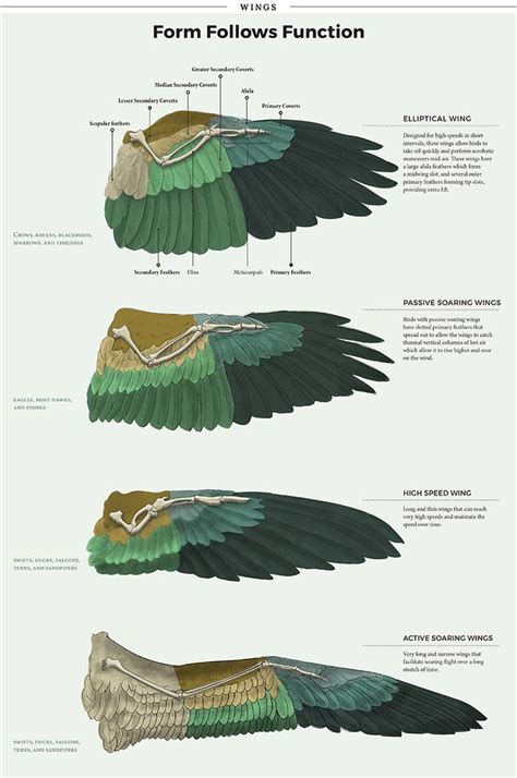 Bird Wing Morphology Jd362 Wings Art Wings Drawing Bird Wings