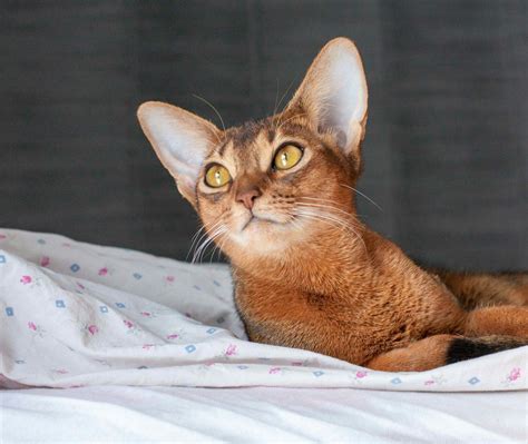 Abyssinian Cat Egyptian Mau Abyssinian Cats Catus British Soldier
