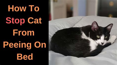 How To Stop Cat From Peeing On Bed Tips And Tricks