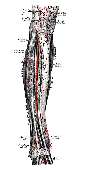 Vetores De Ilustrações Científicas Da Anatomia Humana Vias De Perna E