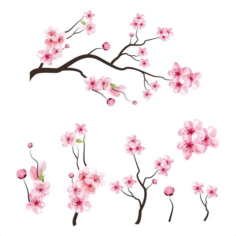 Sakura Flower Vector Art Icons And Graphics For Free Download