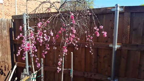 Do Weeping Cherry Trees Produce Fruit Can You Eat Cherries From A