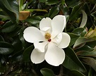 Bestand:Magnolia grandiflora - flower 1.jpg - Wikipedia