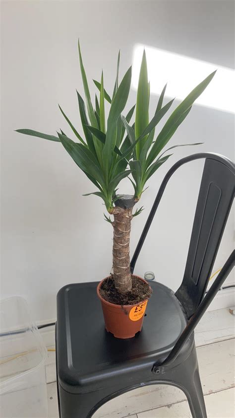 Hey So I Bought A Yucca Today From A Mainstream Shop However The Top