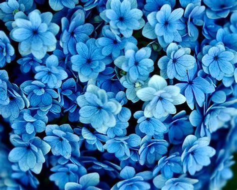 Dark Blue Flowers Aesthetic Wallpaper Inner Jogging