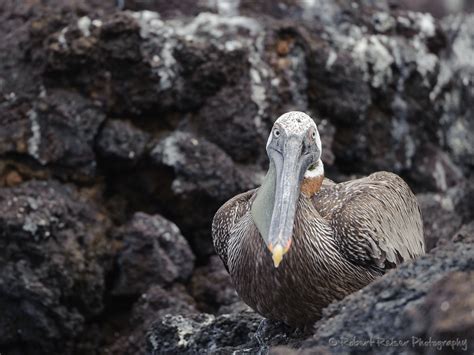 Galapagos Islands Impressions · Robert Reiser Photography