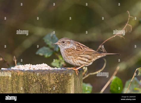 Dunnock Prunella Modularis Con Una Cabeza Fina Gris Pico Y Las Partes