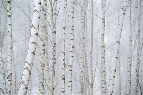 Birch Tree Forest Fotobehang Voor Iedere Ruimte Photowall